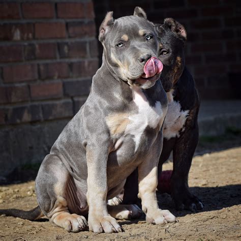 for short) standards of the male Pocket <strong>Bully</strong> are 14-17″ tall. . American bully near me